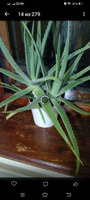 Продам цветы комнатные