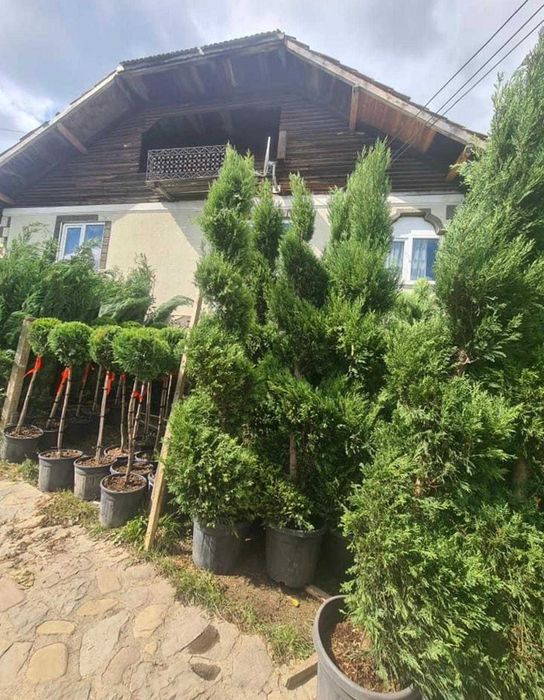Copaci  ornamentali