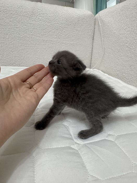 Котенок , мальчик , отдам в добрые руки !