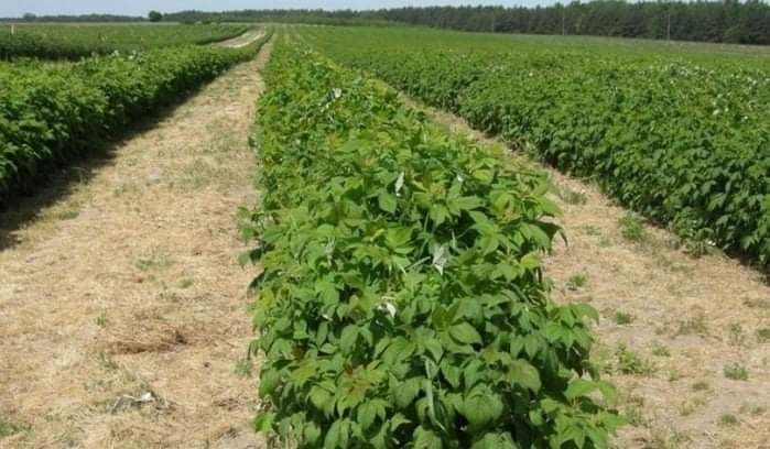 Продавам уникален разсад ягоди и малини