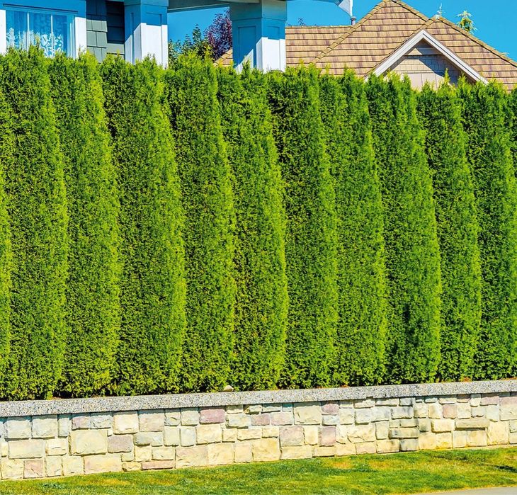 Туя смарагд