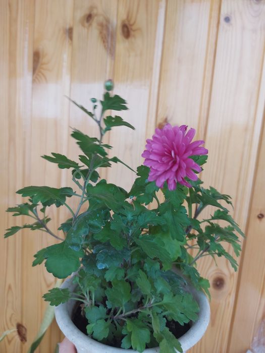 Хлорофитум,  хризантема