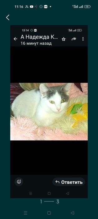 Отдаю бесплатно кошку