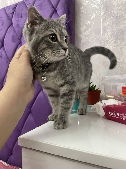 Mushukcha sotiladi 2 oylik o'g'il bola