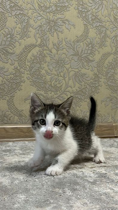 Котята бесплатно в добрые руки