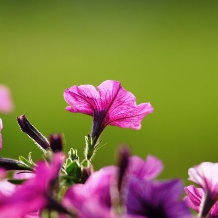 Fujifilm FinePix S2 Pro 6.2MP Digital SLR фотоапарат