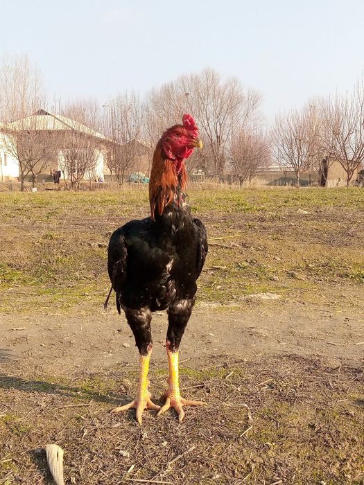 Dakan juja qon alishishga almashamiz yaxshi  tulak xurozga