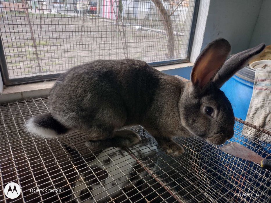 Зайци за разплод  и прясно заешко месо