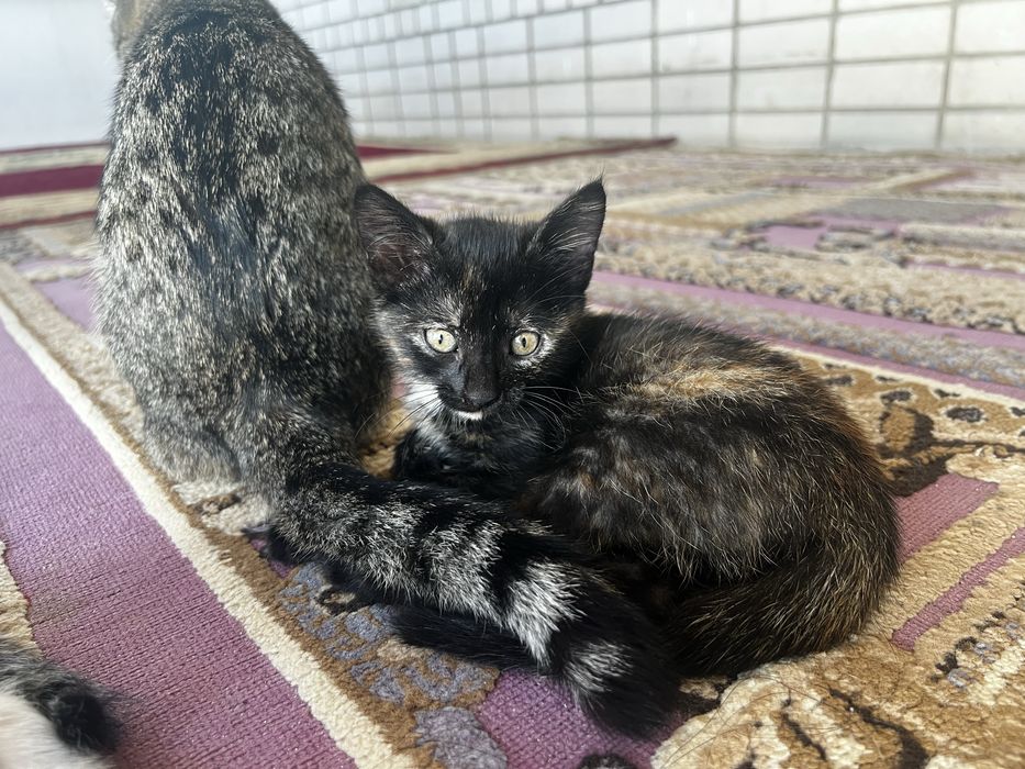 Кошка отдам бесплатно актобе