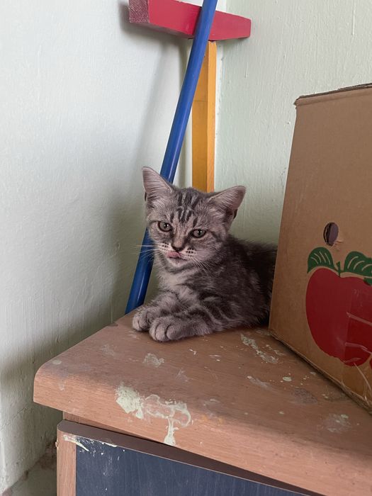 Продается котенок