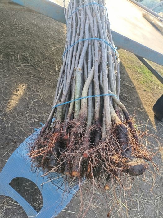 Pomi-3Lei bucT.07⁵⁵²²⁵⁹⁹⁹pruni,corcoduși,vișini,măr,nuci