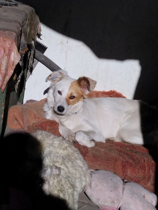 Стерилизованные девочки ищут дом