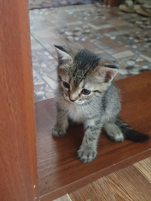 Отдам в добрые руки котят