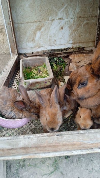 Продаются крольчата по 40000 тысяч сумов