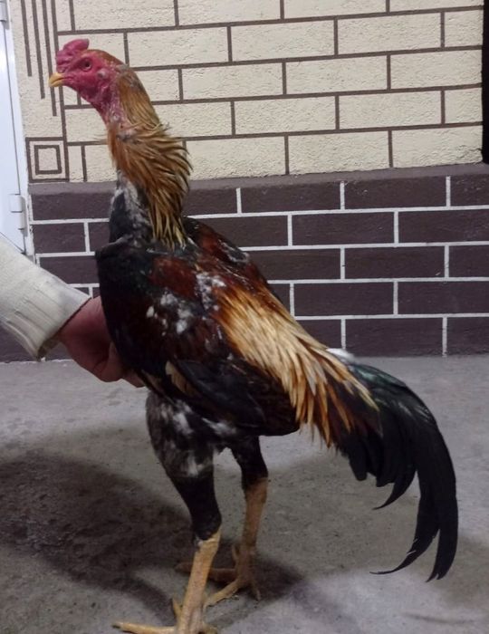 Продам бойцовых петухов