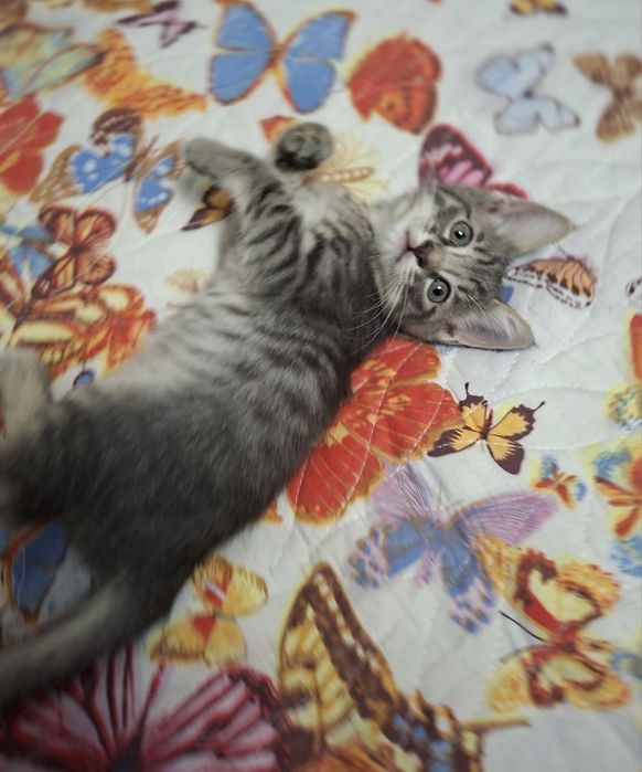 Котёнок хорошие руки