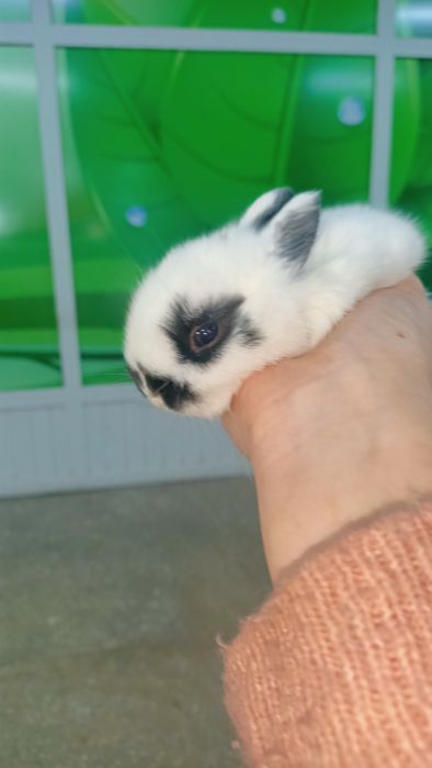 Карликовые кролики