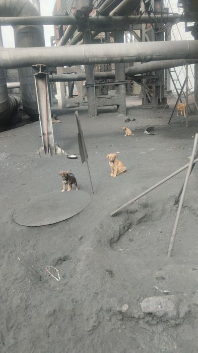 Щенки в хорошие руки