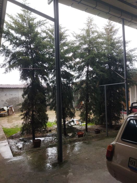 Отдам даром ёлка 4 штук висота 5+метр