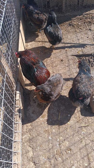 oua ,pui araucana potrnighie si neagra