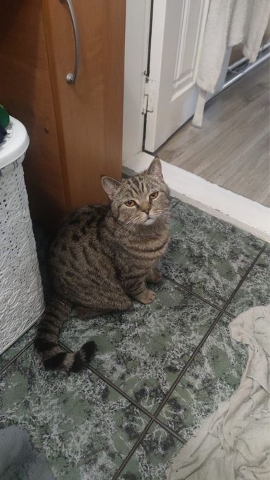 Потерялся кот, британец 6 лет. Звать Масяня