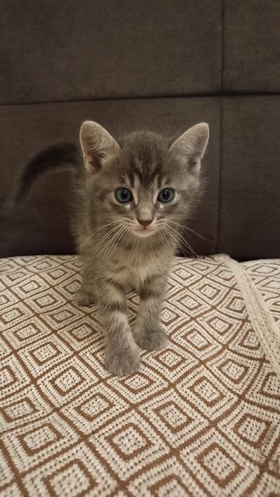 Продам милых котят 1 мес