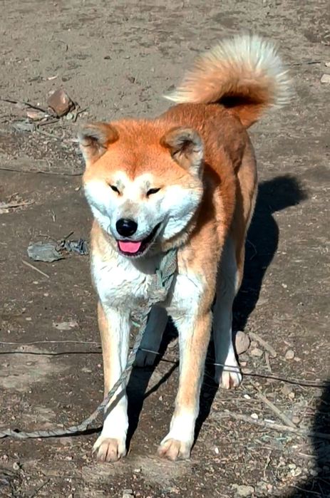 Продам собаку по произвищу Хатико.