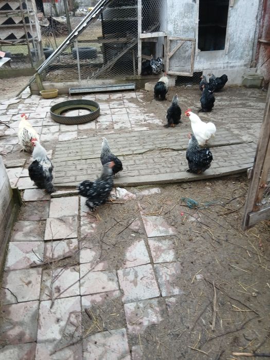 Vand sau schimb Cocosi cochinchina pitik