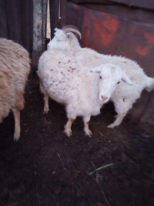 Ешкілер сатылады