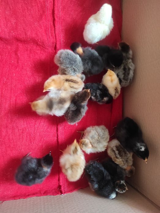 Pui de vânzare de găină și rață van urgent.