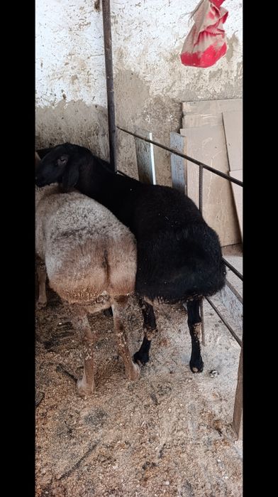 Qochqor sotiladi Кочкор