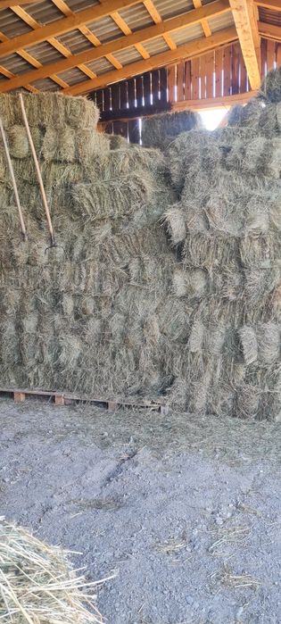 Vand baloti de fan calitatea 1 neplouati