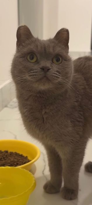 Мега ЛАСКОВАЯ Британочка!