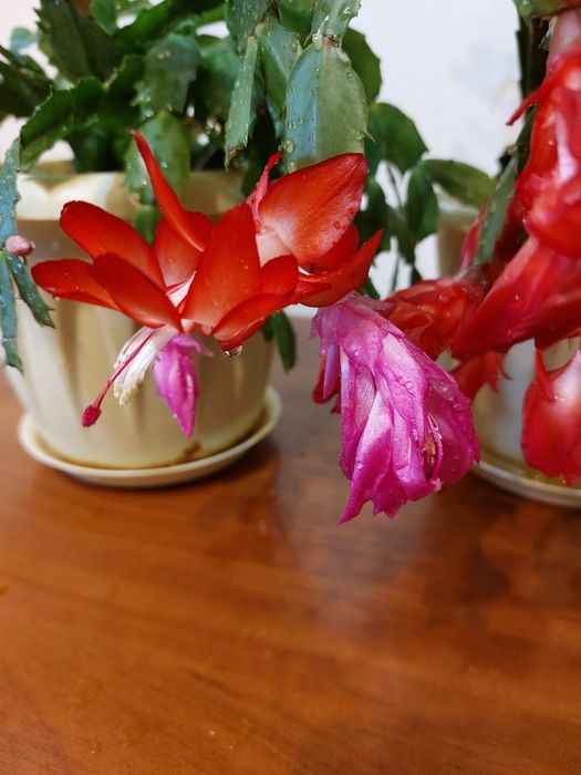 Продам амариллисы, декабристы