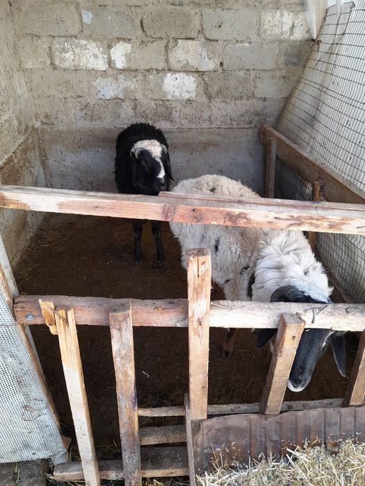 Qochqorlar sotiladi kelishilgan holda