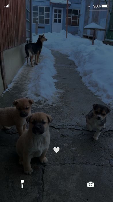 dau spre adopție catel de talie mica