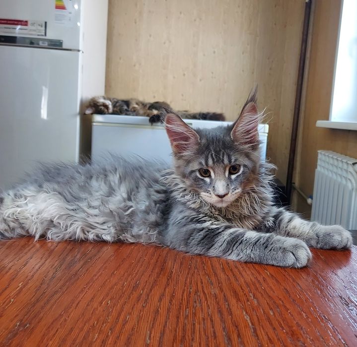 Продам котят мейн-куна