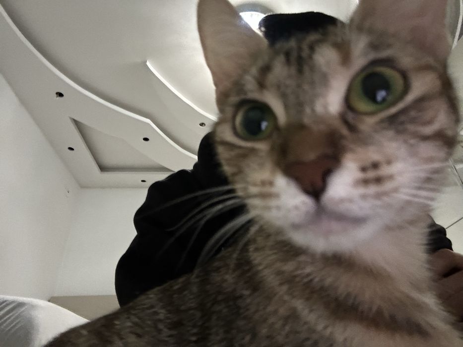 Търси се любящ дом за гальовна котка Зевс