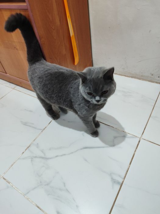Британский кошка
