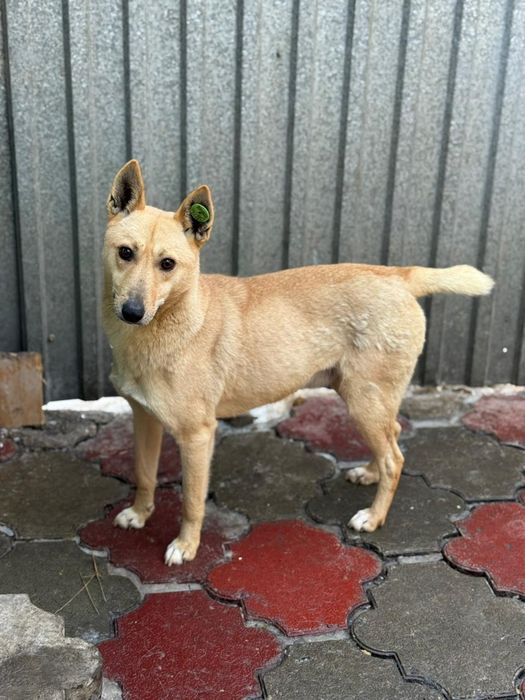 Собака на пристройство