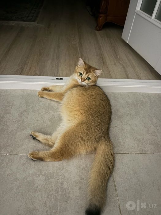 Ласковые котята ищут новый дом