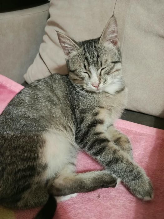 Котик в добрые руки
