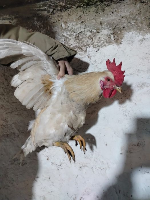 Продам петухов породы Адлер