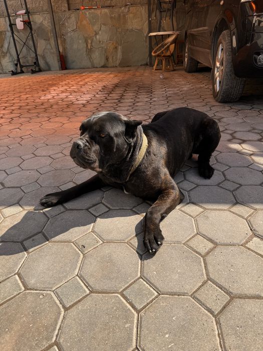 Вязка Кане Корсо