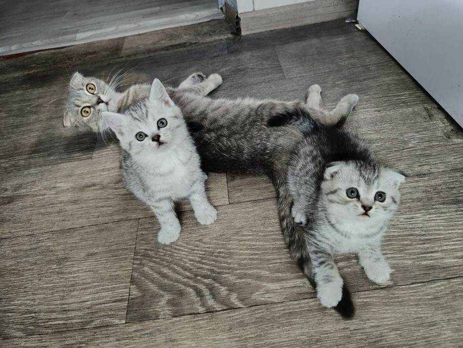 Котята вислаухие .
