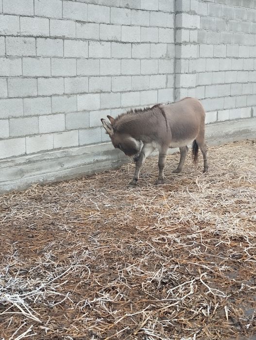 Есек сатылады Урғашы