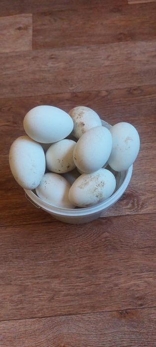 Яйцо гусинное инкубационное.