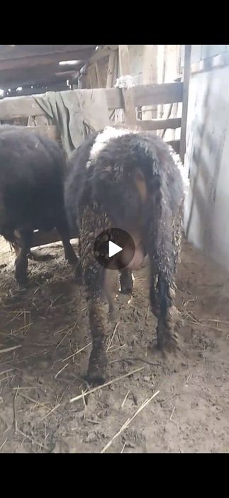 Бұқа бык сатылады подсос бычки