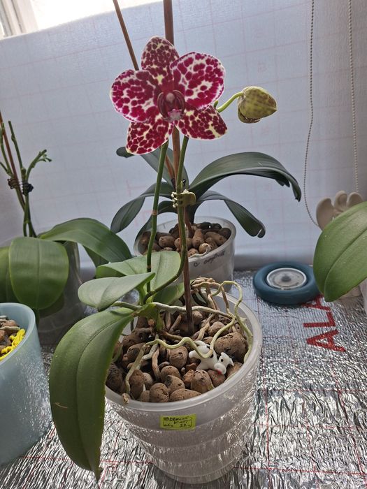 Продаётся орхидея Дикий кот