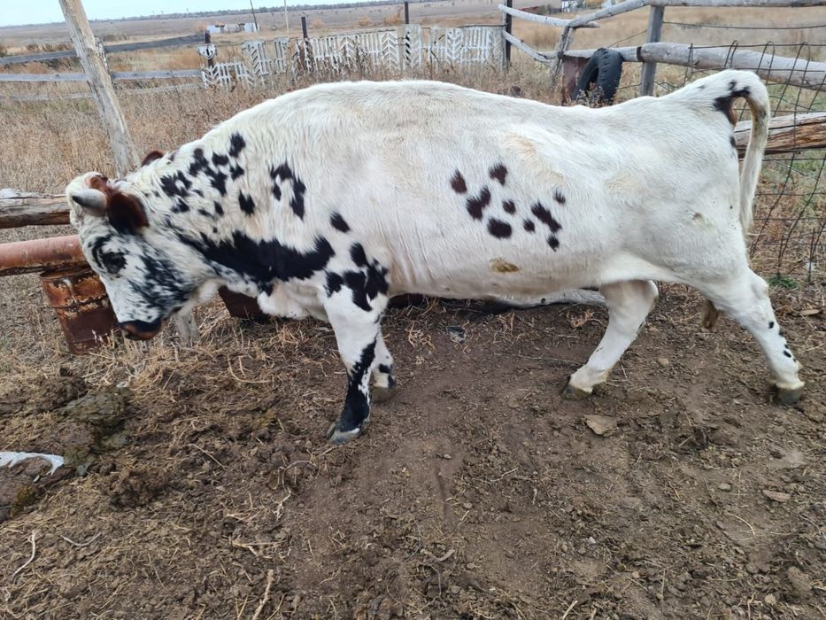 Продаются бычки, продается бычек